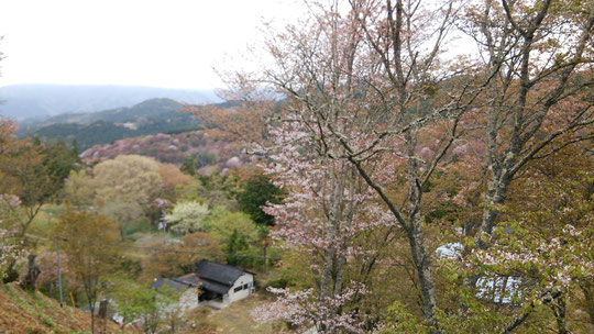 奈良県吉野の桜