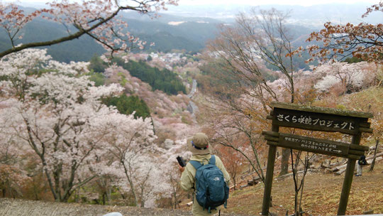 奈良県吉野の千本桜の感想