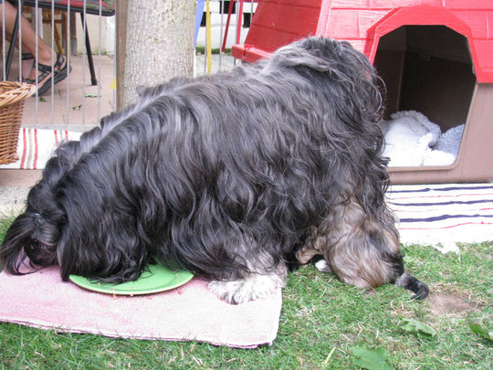 Luna entsorgt die Reste und die Babys holen sich den Nachtisch