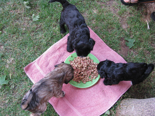 Picknick, hmm, lecker