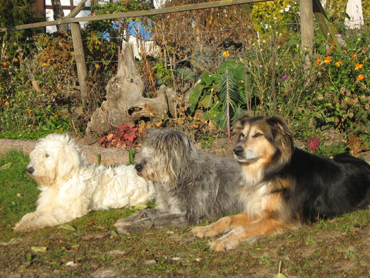 November 2011   Ulme, Rhula & Ronya