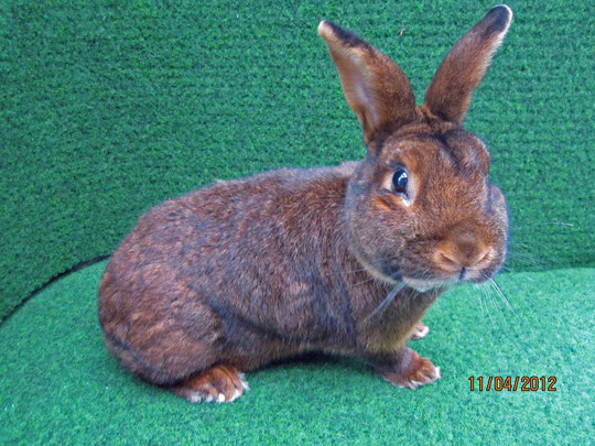 Deilenaar Und Lowenkopfchen Deilenaar Und Lowenkopfchen