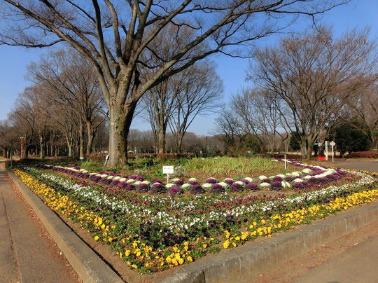 1月12日（2016）　手入れされた花壇：小金井公園「花の会」のボランティア活動のおかげで、冬の朝、心あたたまる花が見れました（1月5日）