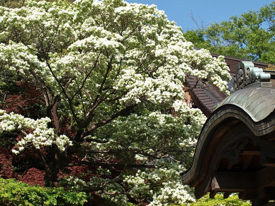 ●ラリーポイントＫの深大寺で出会った景色です。なんじゃもんじゃ（ヒトツバタゴ）の花が満開でした。4月19日