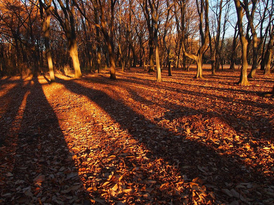 １２月２０日（2014）　朝陽さす冬の雑木林（野川公園）