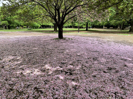 ４月26日（2022）花びらの絨毯と新緑の若葉：遅咲きの八重桜の花びらがまるで絨毯のようでした。一方で木々の若葉も色鮮やかです。井の頭恩賜公園の西園にて