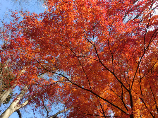 １２月３日（2016）　モミジ満開：野川公園の雑木林の一画で、イロハモミジが真っ赤に紅葉していました。公園では、場所により、木により、紅葉の進みぐあいが異なるようです。