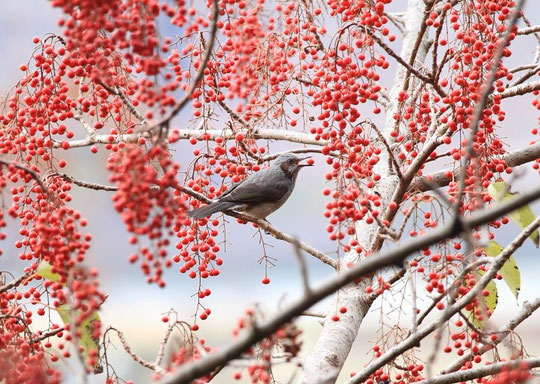 12月19日（2013）　飯桐（イイギリ）の実を食べるヒヨドリ：三鷹市にお住まいの武田さんのご投稿写真(国立天文台西側の国分寺崖線の上、富士山がよく見える場所の近くにて）