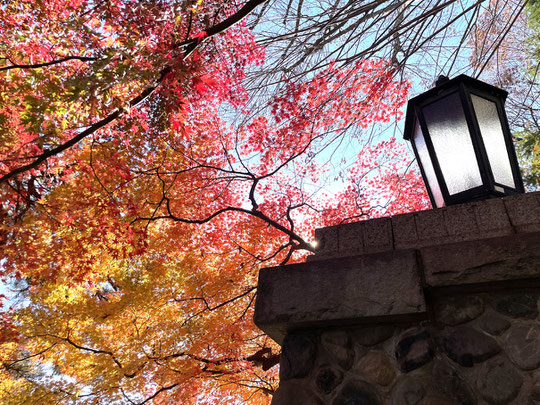 12月14日（2024）　都立多磨霊園の紅葉：多磨霊園の正門付近で。紅葉がとても綺麗でした。今年は紅葉が少し遅いようです。