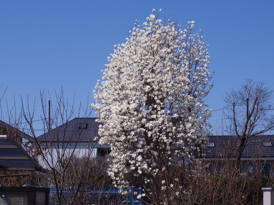 ３月10日（2021）　コブシの木が1本：春を告げるコブシ。住宅街の中に卵型の姿のよい木が1本、立っていました