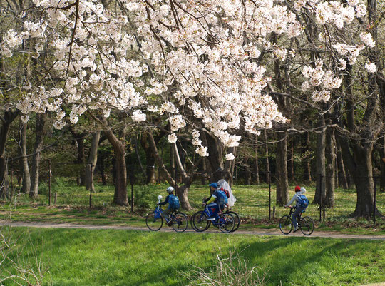 ●サクラと自転車：ラリーポイントＦの都立野川公園・自然観察センターの近くで出会った光景です。野川で魚取りをしたのか、網を持った子もいます。3月31日に撮影