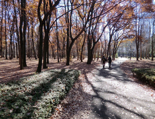 １２月２１日（2012）　散歩の風景Ⅱ（雑木林を歩く：野川公園）