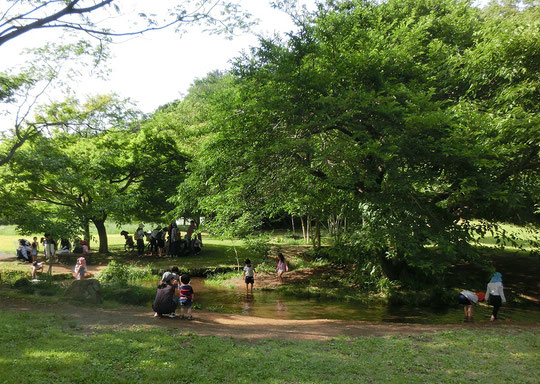 5月15日（2018）　水辺で遊ぶこどもたち：初夏を思わせるお天気の中、湧き水が流れる場所は、こどもたちの大好きな遊び場です。都立野川公園・湧き水広場にて