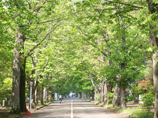 ●ラリーポイントＧの多磨霊園で出会った鮮やかな新緑の景色。西2号通りにあるトチノキの並木（トチノキ通り）です。4月20日