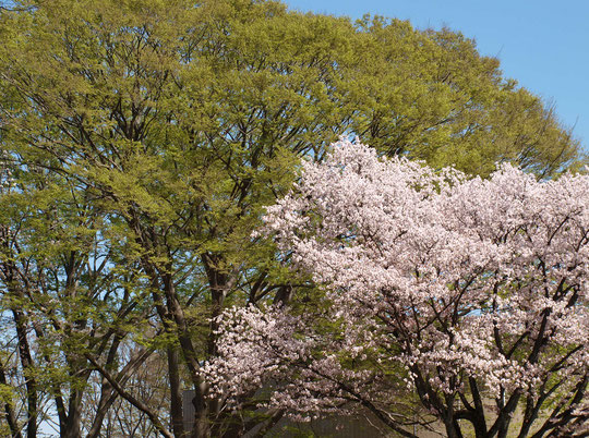 ●サクラと若葉：ラリーポイントＡの都立小金井公園で出会った景色です。急に暖かくなり、サクラとケヤキの若葉がいっしょに見れました。３月30日に撮影