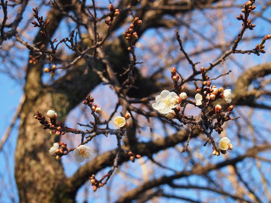 12月28日（2014）早咲きの梅：年明けを待たずに咲き始めた梅の花（府中市の東郷寺にて）