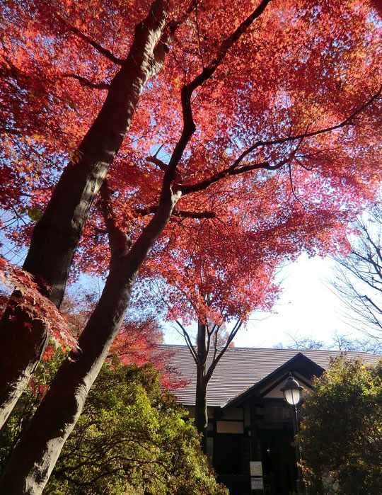 １２月４日（2013）　モミジと浴恩館（小金井市文化財センター）