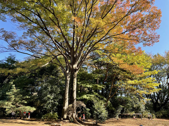 11月18日（2022）　ケヤキの紅葉：小金井市内の三楽の森という緑地に立つケヤキの大木。根本のところにいる子どもがいっそう小さく感じられます