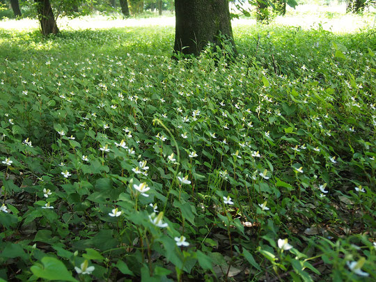 5月29日（2016）　小さな花の群れ　：都立武蔵野公園の雑木林にて。ドクダミの群生。ドクダミは、ちょっと可哀想な名前ですが、とても美しく見えました