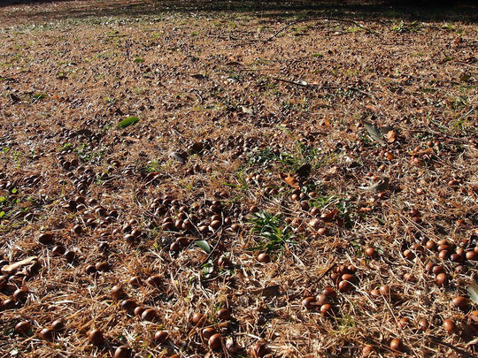 12月25日（2015）　どんぐりの群集：野川公園のアラカシの木の近くで