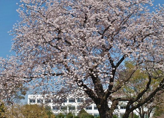 ●サクラと校舎：ラリーポイントＰの都立武蔵野中央公園で出会った景色です。３月30日に撮影