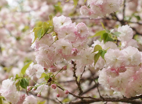 ●ショウゲツ（松月）：八重。サトザクラの代表品種、最初淡桃色の花が次第に白色になる美しいサクラ。