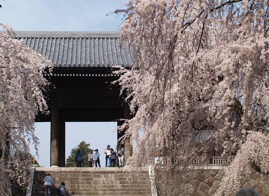 ●東郷寺（府中市）の枝垂桜。東郷寺の山門は、黒澤明監督の映画「羅生門」のモデルになったものと言われています。3月27日に撮影