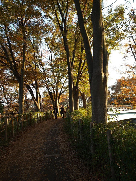 12月2日（2013）　けやき橋（野川公園の東八道路にかかる橋）