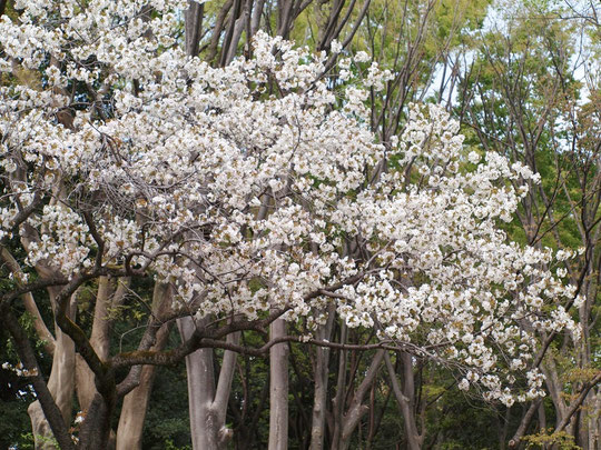 ●スルガダイニオイ（駿河台匂）：一重。原木が江戸の駿河台にあった強い芳香がするサクラ。