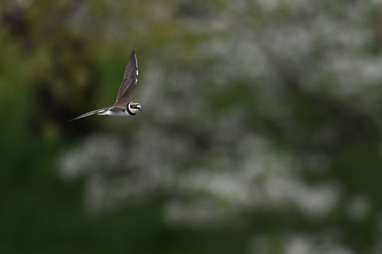 ●大きな目をした小さな鳥（全長約16㎝）、コチドリです。悠々と旋回しています