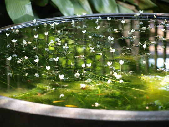 7月7日（2016）　水鉢の小宇宙：7月2日、小金井市の曹洞宗のお寺、長昌寺にて。梅花藻と思われる小さな花が咲く鉢の中で、金魚が涼しげに泳いでいました