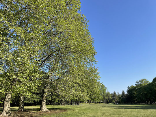 4月18日（2023）新緑のプラタナス：都立野川公園・芝生広場に立つプラタナス。3本の木が重なって1本の大きな木のように見えます