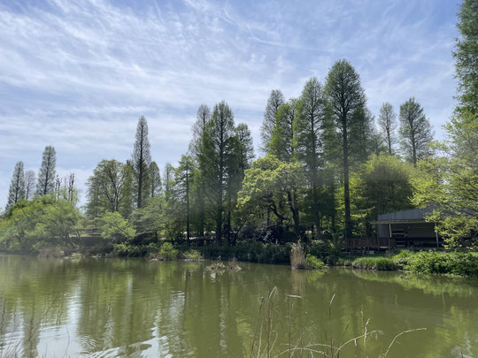 4月12日（2026）　背の高い木たち：井の頭池から眺めた水生物園（井の頭自然文化園）の景色。メタセコイヤやラクウショウ、ユリノキなどが林立する姿は壮観です