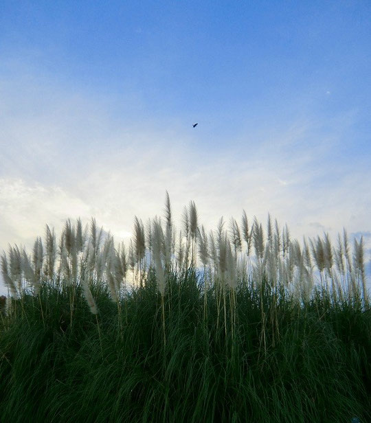 １１月３０日（2012）　パンパスグラスと鳥（神代植物公園・芝生広場にて）