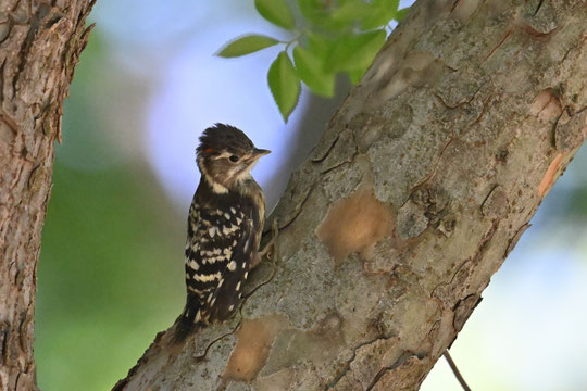 2．コゲラ