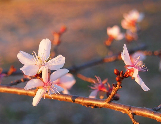 １月２日（2016）　冬桜（十月桜）：元旦の朝、武蔵野の森公園にて