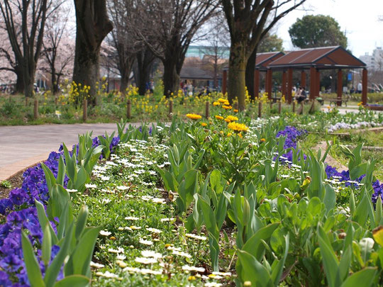 ４月4日（2016）　花いっぱいの公園：４月１日、武蔵野中央公園にて