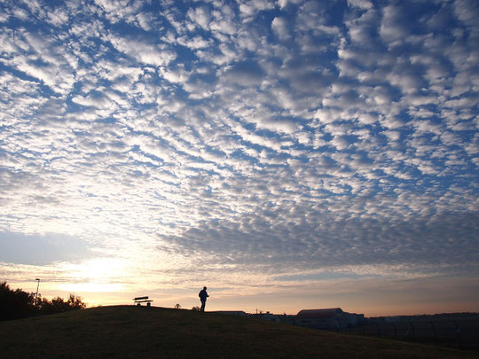 11月22日（2014）　朝日と鰯雲：調布飛行場と隣り合わせになっている武蔵野の森公園。飛行場の東から朝日が昇り、空一面の鰯雲を照らしています（展望の丘の近くにて）