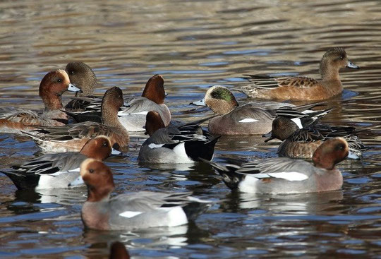 12月6日（2015）　カモの仲間たち（武蔵野の森公園）：三鷹市在住の武田さんのご投稿写真。この中に交雑個体と思われるカモがいます。詳しくは、「ご投稿」のページをご覧ください。