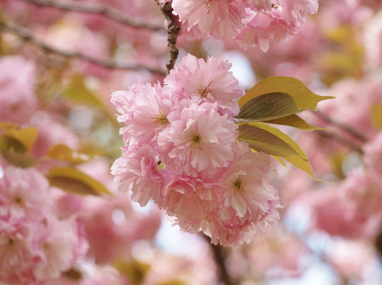 ●カンザン（関山）：八重。八重桜の中でも最も多く各地に植栽されています。