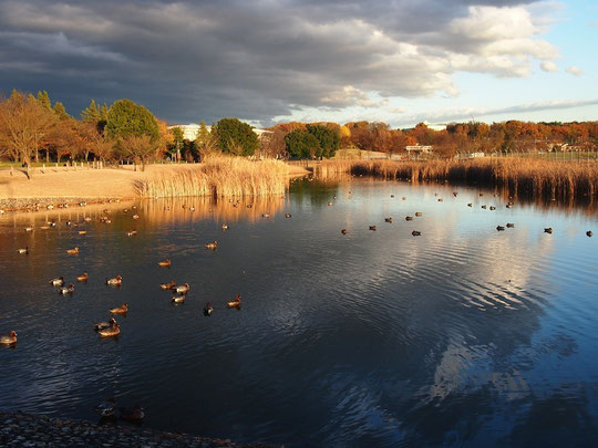 12月13日（2015）　修景池に遊ぶカモ：12月11日の夕方、武蔵野の森公園にて