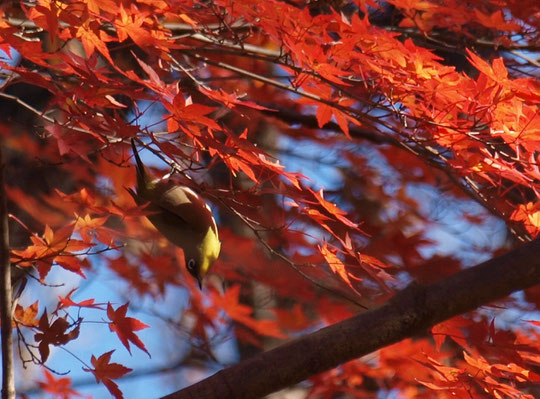 12月17日(2016)　モミジとメジロ：モミジの紅葉はほぼ終わったようですが、野川公園の一画に、まだ鮮やかに紅葉している木があります。そこで、メジロが一羽、遊んでいました。