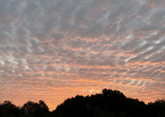 9月23日（2025）　朝焼けの空：東の空の鰯雲が朝日を受けて赤く染まっていました。お天気下り坂のサインでしょうか（武蔵野の森公園の展望の丘から）