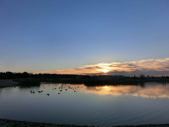 ２０１３年１月１日　初日の出（武蔵野の森公園・修景池）