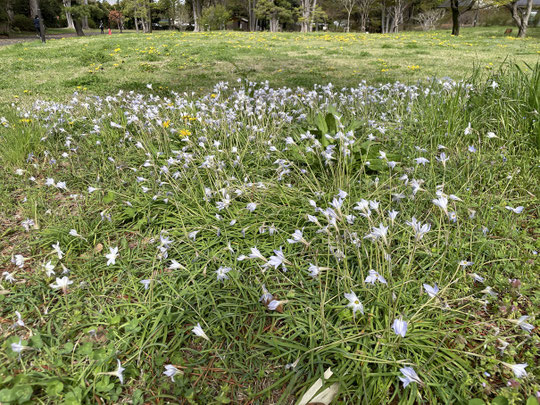 4月5日（2026）　ハナニラとタンポポの群生：野川公園の正門近くで。野の花があちこちで咲き始めました。華やかな季節の到来です。