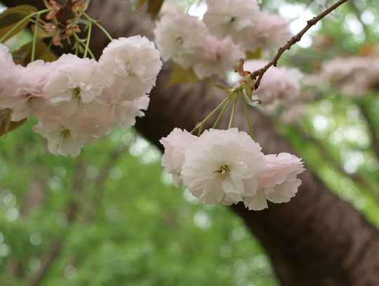 ●フゲンゾウ（普賢象）：八重。八重桜の中でも古くから知られている名花。