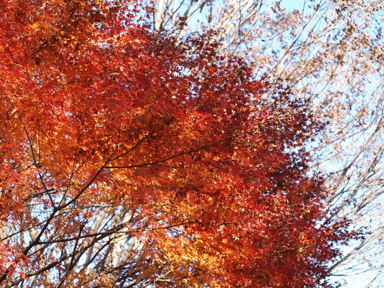 11月29日（2016）　紅葉の雑木林：葉が落ちた木々を背景に、午後の陽を浴びたモミジが燃えるように輝いていました。府中の森公園にて。