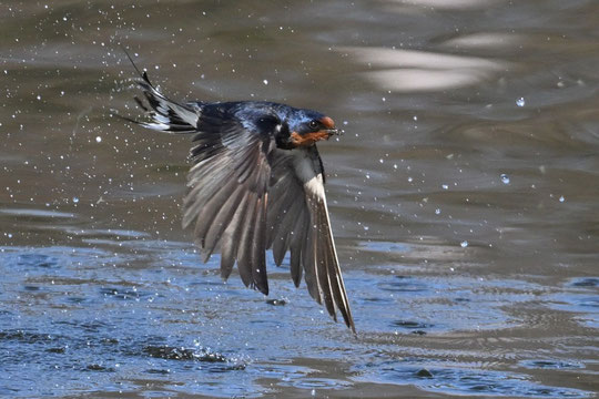 ●水辺で餌を捕獲したのでしょうか。何かをくわえているように見えます