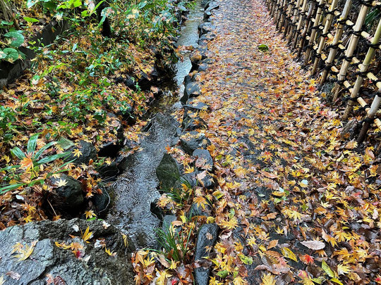 12月8日（2021）はけの小路：小金井市にある中村研一記念はけの森美術館からの湧水が野川に向かって流れる「はけの小路」。人がすれちがうことも出来ないほど小さな道にモミジの落ち葉がが敷きつめられていました。