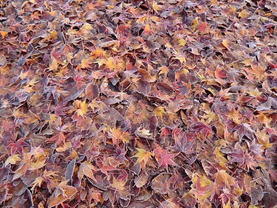 １２月２５日（2013）　落ち葉のコンチェルト：神代植物公園・自由広場